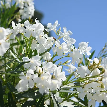 Les Jardins De Bormes, Sauna & Jacuzzi Отель
