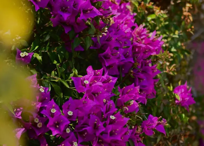 Les Jardins De Bormes, Adult Only Avec Sauna & Jacuzzi Hotel