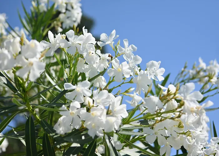 Les Jardins De Bormes, Adult Only Avec Sauna & Jacuzzi Hotel