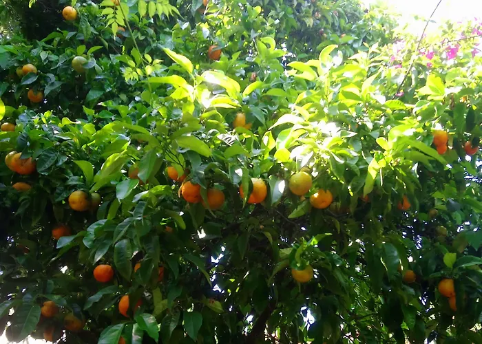 Les Jardins De Bormes, Adult Only Avec Sauna & Jacuzzi Hotel Bormes-les-Mimosas