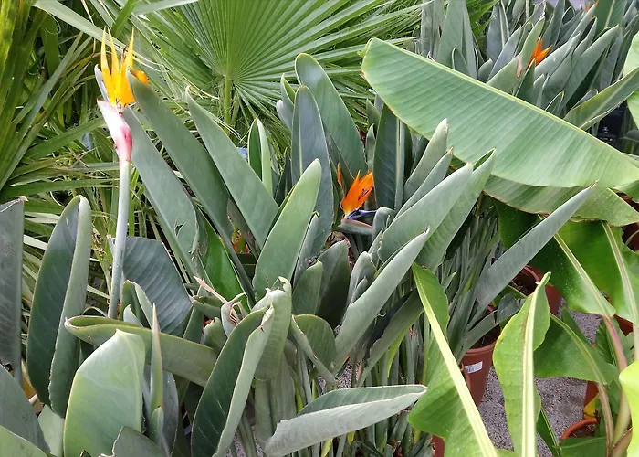 Les Jardins De Bormes, Adult Only Avec Sauna & Jacuzzi Hotel 3*